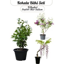 Esranın Dünyası Gardenbox Mis Kokulu Bitki Seti, Leylak-Mor Salkım-Filbahri Çiçeği, Bahçe Çiçekleri, Saksılı, Çok Renkli