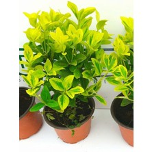 Esranın Dünyası Gardenbox Gold Taflan, Sarı Çit Bitkisi, 5 Adet Paket, 25-30 cm
