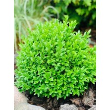 Esranın Dünyası Serada Decor & Plant Çalı Şimşir Peyzaj Bitkisi, 30-40 Cm, 1 Adet Saksılı, Buxus Sempervirens, Çok Renkli