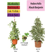 Esranın Dünyası Serada Decor & Plant Alacalı Beyaz Benjamin Bitkisi, Hedera Helix Sarmaşığı, Itır Çiçeği, 3'lü Set, Çok Renkli