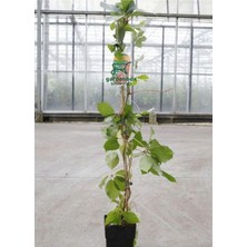 Esranın Dünyası Serada Decor & Plant Amerikan Sarmaşığı, 45-70 Cm, Çok Renkli, Dış Mekan Sarmaşık Bitkileri