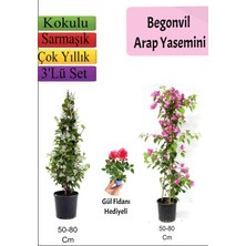 Esranın Dünyası Bitkim Sende Arap Yasemini, Pembe Begonvil, Gül Fidanı Hediyeli, Çok Renkli, 50-80 cm