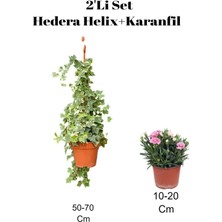 Esranın Dünyası Serada Decor & Plant Hedera Helix Duvar Sarmaşığı + Karanfil 2'li Set, Dış Mekan Bitkisi, Çok Renkli