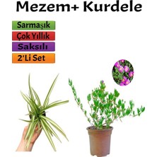 Esranın Dünyası Gardenbox Acem Halısı (Mezem) + Kurdele, 10-20 Cm, Saksılı Dış Mekan Bitkileri, 2'li Set, Çok Renkli