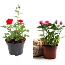 Esranın Dünyası Bitkim Sende Kırmızı ve Pembe Gül Fidanı, 2 Adet, Saksılı, 20-40 cm
