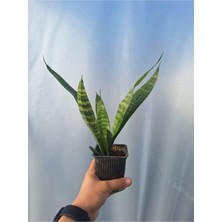 Esranın Dünyası Nura Botanik Kılıç Çiçeği (Gladiolus), 20-30 Cm, 1 Adet Saksılı Iç Mekan Bitkisi
