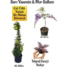 Esranın Dünyası Bitkim Sende Sarı Yasemin Çiçeği, Mor Salkım Ağacı Fidanı, Buz Çiçeği Hediyeli Peyzaj Seti