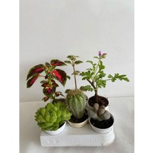 Esranın Dünyası Gardenbox 6'lı Set Bitki Seti, Yaprak Güzeli, Kaktüs, Kokulu Benjamin, Taş Kaktüs, Itır, Çok Renkli