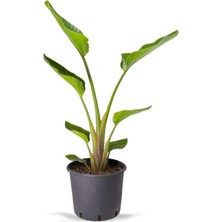 Esranın Dünyası Serada Decor & Plant Starliçe Mini Boy 15-30CM Saksılı Ofis Salon Çiçeği Cennet Kuşu Çiçeği