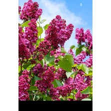 Esranın Dünyası Gardenbox Pembe Leylak Çiçeği Fidanı, 80-160 Cm, Saksılı