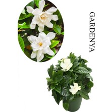 Esranın Dünyası Nura Botanik Harika Kokulu Gardenya Çiçeği, 1 Adet Saksılı, 20-40 Cm, Beyaz, Iç Mekan Çiçeği