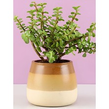 Esranın Dünyası Serada Decor & Plant Yeşim Para Çiçeği Formlu, 20-30 Cm, Saksılı, Salon Bitkisi, 1 Adet