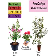 Esranın Dünyası Nura Botanik Pembe Oya Ağacı, Alacalı Beyaz Benjamin, Pembe Gül Fidanı Hediyeli, 3'lü Set