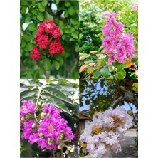 Esranın Dünyası Nura Botanik Videolu Oya Ağacı Fidanı Paketi, 4 Adet Saksılı, 50-70 Cm, Lagerstroemia Indica