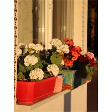 Esranın Dünyası Serada Decor & Plant Beyaz Sardunya, 10-30 Cm, 1 Adet Saksılı Çiçekli Bodur Bitki, Geranium