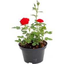 Esranın Dünyası Nura Botanik Yediveren Kırmızı Kokulu Gül, 40-60 Cm, 3 Adet Saksılı Aşılı Red Rose