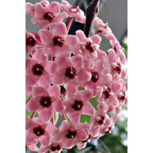 Esranın Dünyası Bitkim Sende Hoya Mum Çiçeği Açık Pembe 15-20 cm Mini