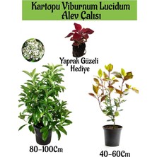 Esranın Dünyası Nura Botanik Kartopu Viburnum Lucidum, Alev Çalısı, Yaprak Güzeli Bahçe Bitkisi Seti, Çok Renkli
