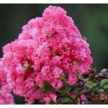 Esranın Dünyası Nura Botanik Pembe Oya Ağacı Fıdanı, 60 Cm, Saksılı