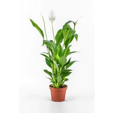 Esranın Dünyası Bitkim Sende Spatifilyum Barış Çiçeği Spathiphyllum Bellini Beyaz Çiçekli Salon Bitkisi, 10 cm Saksı, 35-40 cm