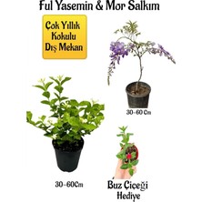 Esranın Dünyası Nura Botanik Kokulu Ful Yasemin Çiçeği, Mor Salkım Ağacı Fidanı, Buz Çiçeği Hediyeli Peyzaj Seti, 30-60 cm