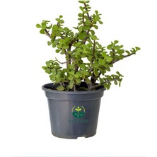 Esranın Dünyası Gardenbox Portulacaria Afra Yeşim Çiçeği Saksılı, 15-30CM, Ofis ve Salon Bitkisi