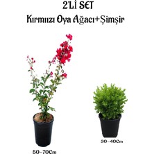 Esranın Dünyası Nura Botanik Kırmızı Oya Ağacı Fidanı + Çalı Şimşiri 2'li Set, Saksılı Dış Mekan Bitkisi