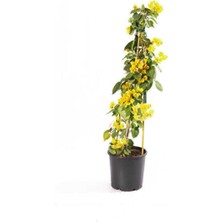 Esranın Dünyası Nura Botanik Bougainvillea Sarı Sarmaşık Bitkisi, Çiçekli Bodur Bitki