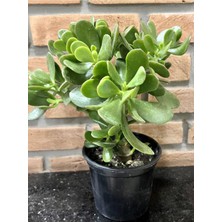 Esranın Dünyası Gardenbox Crassula Ovata Para-Yeşim Sukulent, Bonsai Yapımına Uygun, Ofis Salon Çiçeği, 15-25 cm