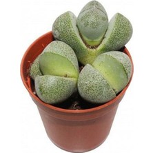 Esranın Dünyası Nura Botanik Taş Kaktüs Sukulent, 5-10 Cm, 1 Adet Saksılı Dekoratif Bitki, Çok Renkli