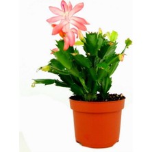 Esranın Dünyası Nura Botanik Açık Pembe Yılbaşı Çiçeği Kaktüsü, Saksılı, 10-20CM, Ev Salon Bitkisi