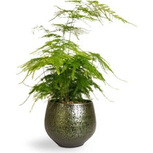 Esranın Dünyası Nura Botanik Asparagus Setaceus Tül Kuşkonmaz Çiçeği, 10-30 Cm, Dekoratif Salon Bitkisi