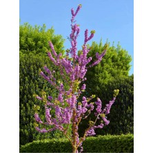 Esranın Dünyası Serada Decor & Plant Mor Renkli Leylak Fidani, 50-60 Cm, 1 Adet, Tüplü/saksılı, Dış Mekan Bitkisi