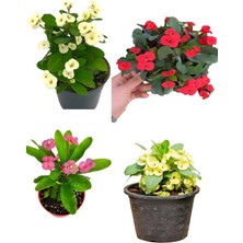 Esranın Dünyası Nura Botanik Milli Dikenler Tacı Çiçeği, 4 Adet Set, Sarı Kırmızı Pembe Beyaz, 15-30CM Saksılı (Euphorbia)