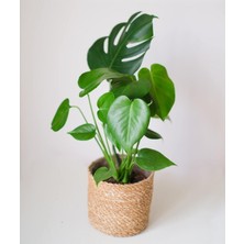 Esranın Dünyası Gardenbox Deve Tabanı Çiçeği Monstera, 35-40 Cm, Ev Ofis Salon Bitkisi