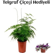 Esranın Dünyası Nura Botanik Tül Kuşkonmaz Çiçeği, Telgraf Hediyeli, Yeşil