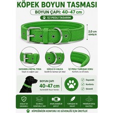 Pedli Köpek Boyun Tasması 40-47 cm 2 cm Içi Pedli Metal Tokalı D Halkalı - Yeşil
