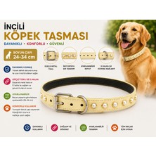Incili Köpek Boyun Tasması 24-34 cm Küçük Irk Ayarlanabilir Metal Tokalı D Halkalı - Krem