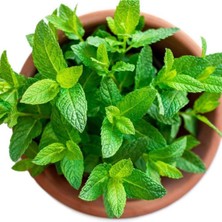 Isparta Gülü Saksılı Nane Fidanı Fidesi Mentha 10-20 cm