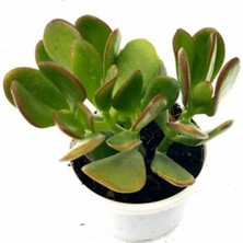 Isparta Gülü Crassula Ovata Para Çiçeği Fidanı 10-20 cm