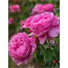 Reçellik Isparta Gülü Fidanı 10-20 cm