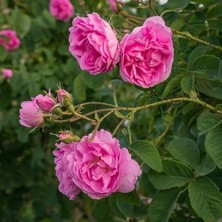 Isparta Gülü Klasik Kokulu Reçellik Pembe Isparta Yağ Gülü Fidanı 10-20 cm