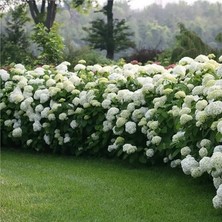 Isparta Gülü Kar Beyaz Kartopu Çiçeği Fidanı Beyaz 40-60 cm
