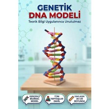 Farbu Oyuncak Kendin Yap 3 Boyutlu 72 Parça Dna Model Yapma Eğitici Öğretici Proje ve Deney Yapım Setleri