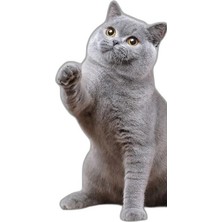 Zamerya Peluş Top Atan Interaktif Kedi Oyuncağı