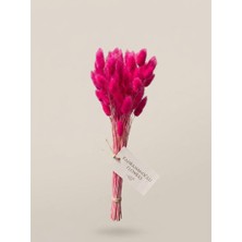 Kahramanoğlu Flowers Toz Pembe Kurutulmuş Pamuk Otu Demeti (Lagurus / Tavşan Kuyruğu)