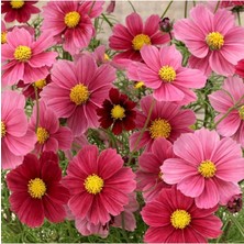 Adet Cosmos Bipinnatus 'antiquity' Çiçek Tohumu