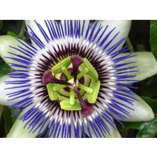 Dünyam 5 Adet Blue Passion (Passiflora Caerulea) Tohumu