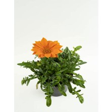 Velora Serada Decor & Plant Turuncu Gazanya Çiçeği, Saksılı, 15-25CM, Çiçekli Bodur Bitki