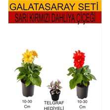 Velora Serada Decor & Plant 2'li Set Sarı-Kırmızı Dahliya Çiçeği + Telgraf Çiçeği, 10-30 cm